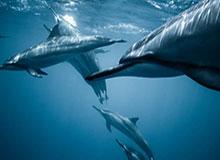 开云体育APP下载：随时随地畅享体育世界